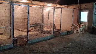 Питомник Грузинских горных собак 🇬🇪 Продаётся щенок Грузинского волкодава 😈