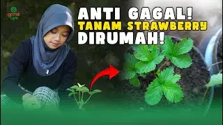 CARA SIMPLE TANAM STRAWBERRY DI RUMAH!