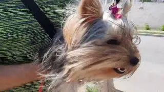 НИТА гуляет ЙОРК 8 месяцев😀🐕/NITA has been walking YORK for 8 months😀🐕