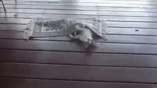 We decided to keep this little kitty after her mama left her behind.