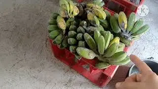Malunggay , Alugbati at Saging Saba  Sa Garden