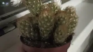 Кактусята