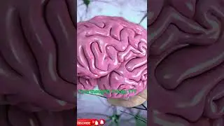 #3 Interesting Facts About Mind | fascinating Facts About the Human Mind మానవ మేధస్సు గురించి నిజాలు