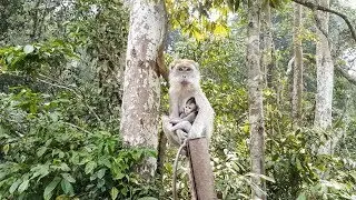 Wild Monkey Eating Chips | Cutest Baby Monkey Playing and Laughing