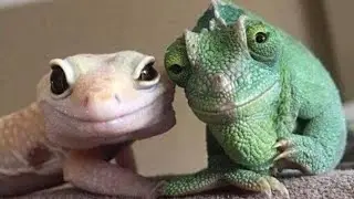 lizardz