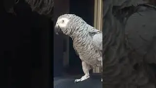 Попугай Гоша#Хорошка. Ой, Гошка, - "тяжело" быть драконом... ))