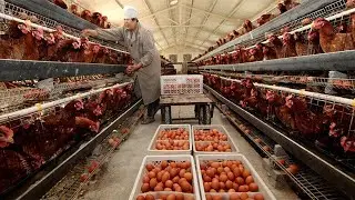Million Dollar Chicken Farm for Eggs - Say Modern Poultry Slaughter in Factory