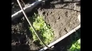 1 из способов  внесение в почву :  сидерат - горочица