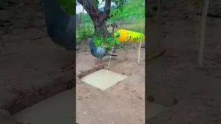 Wow Amazing Pigeon Bird Trap. #shortvideo #birds #animaltrap
