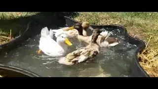 About all of the pools / ponds we have for the ducks