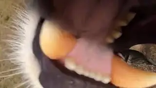 Львица украла камеру 🦁