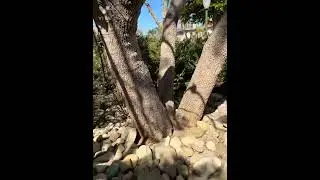 Árbol Genealógico?