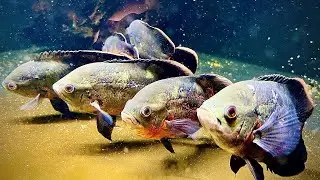 MY OSCAR AQUARIUM - Oscar fish SHOAL!! The king of DIY