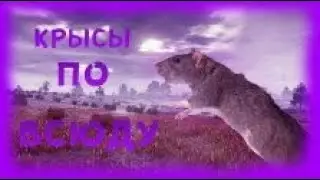Эта крыса позорит Samp Rp!