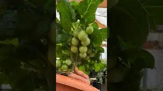 🍇 Пинтоградные Пормидорки 🍅 На Органике 🍓❤️ 