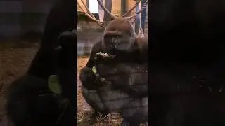 Crunchy cauliflower! #gorilla #eating #asmr #satisfying