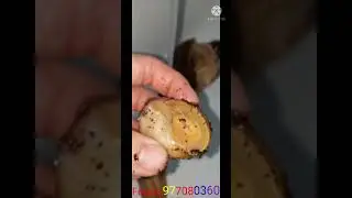 Panterkalarimizda tuhum bormi?  Vohimali joyi yo‘q