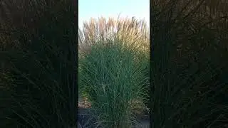 парк Феофания навеял притчу Лао-цзы #киевскиезарисовки