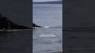 How To Turtle-Roll A Longboard #surf #surfing
