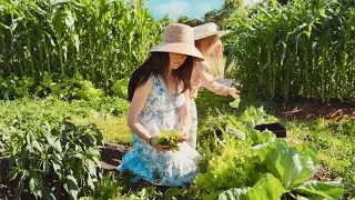 You can plant GARLIC in JULY! Garlic GROW GUIDE (Start to Finish)