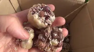 Бульбочки чеснока 2019