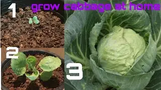 Grow cabbage at home and make money 💸 ! Seed to harvest 🤩