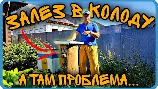 РОЙ В КОЛОДЕ ИЗ СОСНЫ. СКОЛЬКО МЁДА ПРИНЁС?? ПРОБЛЕМЫ⬇️⬇️⬇️