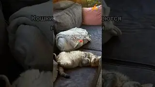 Эти и другие коты ищут своих хозяев у нас на сайте 🧡 #животные #коты #помощьживотным