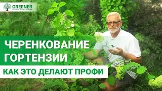 Самый лучший способ черенкования - 100% результат! У ВАС ПОЛУЧИТСЯ!