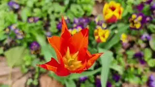 SPRING GOES ON
