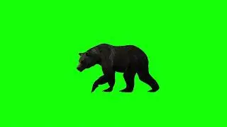 Bear Walking - Green Screen
