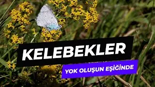 Kelebekler yok oluşun eşiğinde