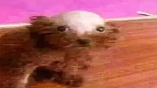 THE MOST UNUSUAL MEMES