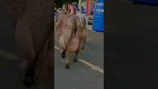 World record cow 