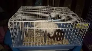 Хомяки в гостях ч1