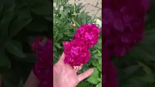 Почему у пиона не раскрываются бутоны 