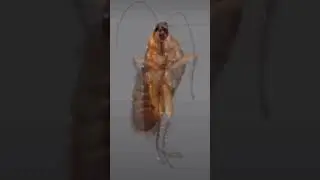 তেলাপোকার নাচ। Cockroach Dance. #video #viral #viralvedio #funny #ntural #cockroach #dance