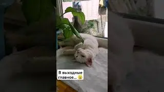 В выходные главное поставить себе цель! 