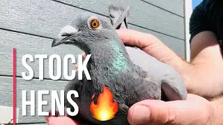 A look at some stock hens | bath salts for racing pigeons