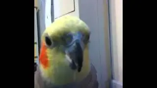 Jewel (cockatiel) whistling the Andy Griffith show, Darth V