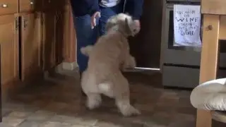 luna greet