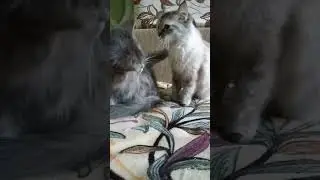 ✨Греются✨ 