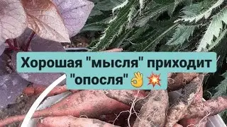 Декоративная Ипомея батат/выкапываю и сохраняю ее клубень.