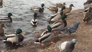 Бакс и утки