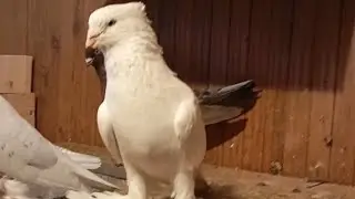 Андижанский голуби гон санкт-петербург