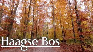 Walking in The Hague - Haagse Bos & Huis ten Bosch Palace - The Netherlands | 4K