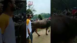 বিক্রি হওয়া বিগ বুলের দাম জানুন/sell ox price in chupair hat/