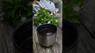 Звуки весняного лісу.