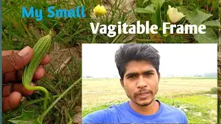 MY Small Vagitable Garden 🏡 আমার ছোটো সবজি বাগান।  Dally Vlog #anowarvlog #villagevlog //