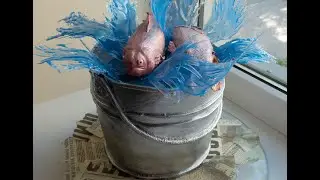 Ведро с рыбой